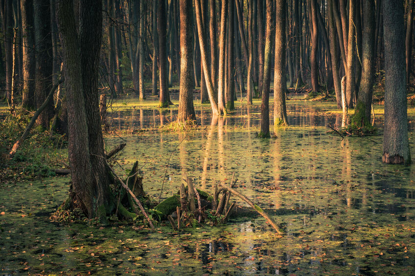 Wetlands in a Forest