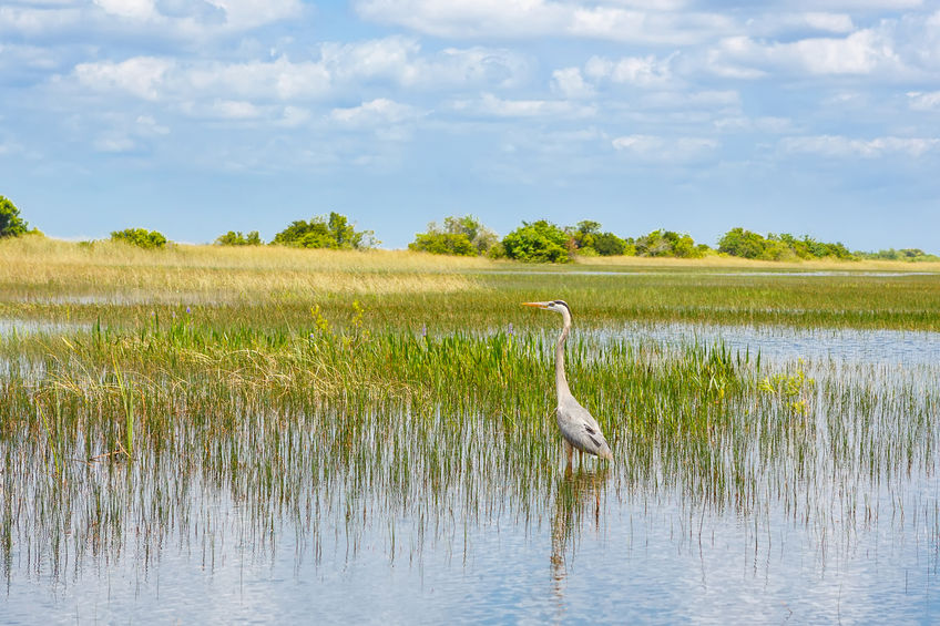 Florida wetlands National Park in USA